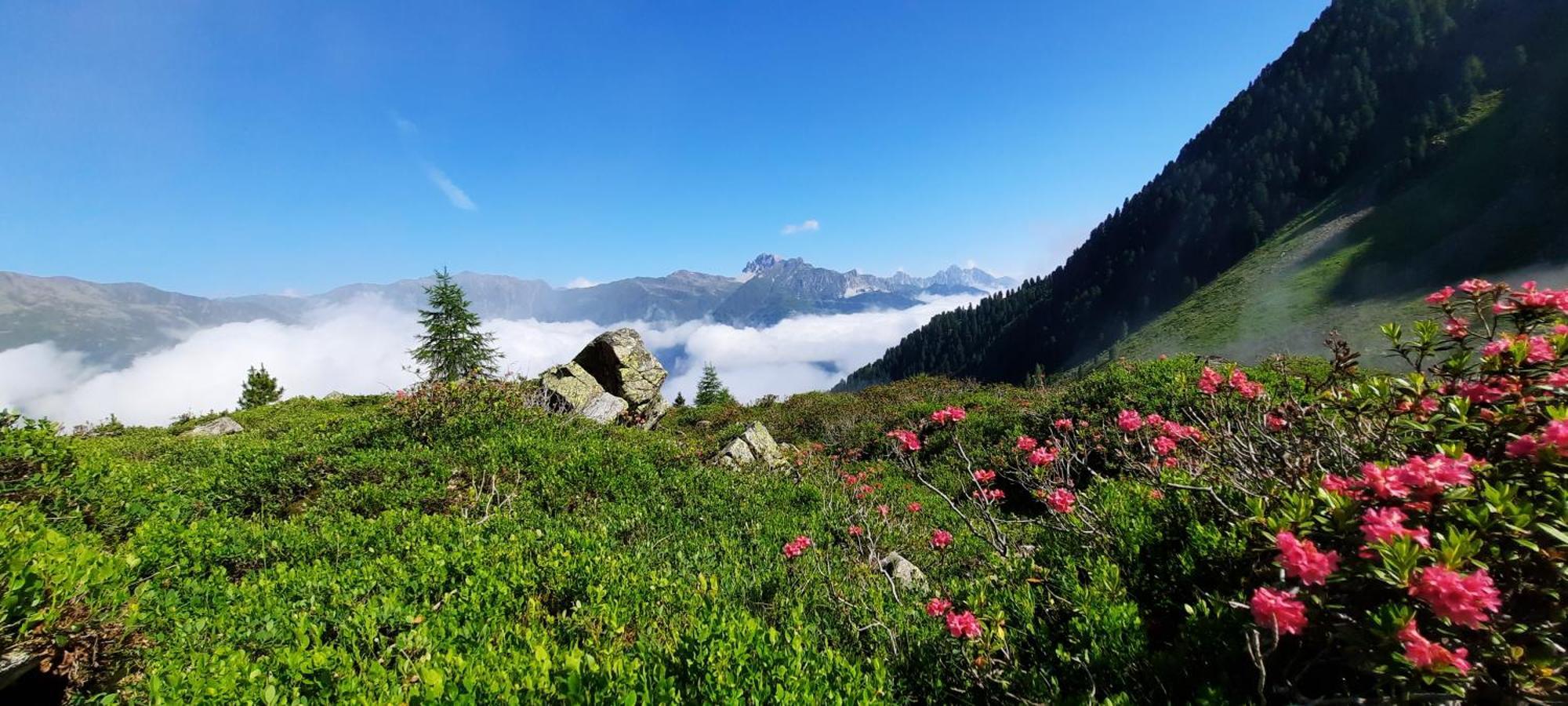 Apartment Peer Neustift im Stubaital Bagian luar foto